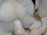 Lentinula edodes image