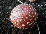 Amanita muscaria var. flavivolvata image