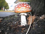 Amanita muscaria var. flavivolvata image