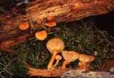Chrysomphalina aurantiaca image