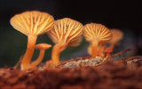 Chrysomphalina aurantiaca image