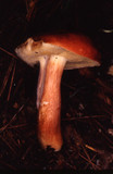 Xanthoconium purpureum image
