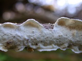 Byssomerulius corium image