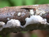 Byssomerulius corium image