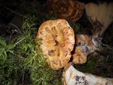 Gomphus kauffmanii image