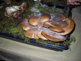 Lyophyllum decastes image
