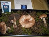 Agaricus hondensis image
