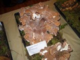 Bondarzewia occidentalis image