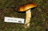 Hygrophorus hypothejus image