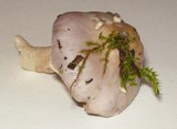 Inocybe lilacina image