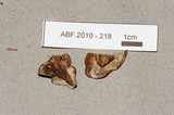 Fomitopsis cajanderi image