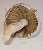 Inocybe lilacina image