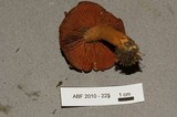 Cortinarius semisanguineus image
