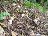 Chlorophyllum rachodes image
