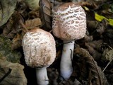 Chlorophyllum rachodes image