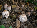 Chlorophyllum rachodes image