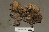 Ramaria stricta image