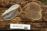 Coriolopsis gallica image