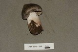 Tricholoma virgatum image
