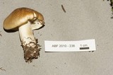 Tricholoma saponaceum image