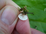 Rimbachia bryophila image