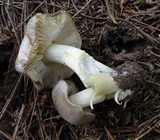 Tricholoma portentosum image