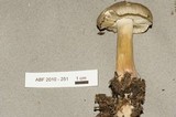 Tricholoma virgatum image