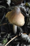 Inocybe fuscodisca image