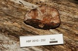 Leptoporus mollis image
