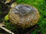 Lactarius turpis image