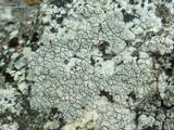 Lecanora rupicola var. rupicola image