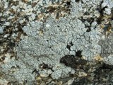 Lecanora rupicola var. rupicola image