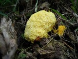 Fuligo septica image