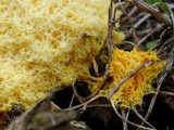 Fuligo septica image