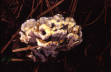 Thelephora vialis image