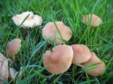 Marasmius oreades image