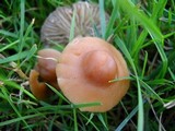Marasmius oreades image