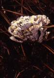 Thelephora vialis image