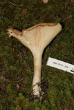 Infundibulicybe geotropa image