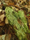 Lecidea berengeriana image