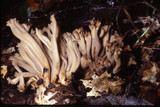 Clavulinopsis umbrinella image