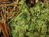 Lecidea berengeriana image