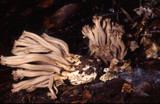 Clavulinopsis umbrinella image