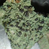 Lecidea berengeriana image