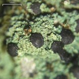 Lecidea berengeriana image
