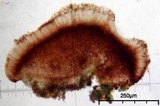 Lecidea berengeriana image