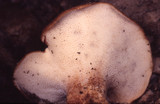 Polyporus tuberaster image