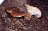 Polyporus tuberaster image