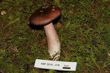 Russula queletii image