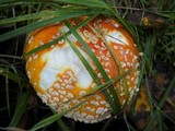 Amanita muscaria var. flavivolvata image